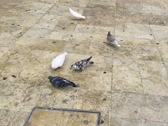 -瓦伦西亚大教堂