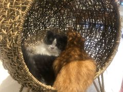 -飞行喵MR PILOT|猫舍·猫咖(静安大融城店)