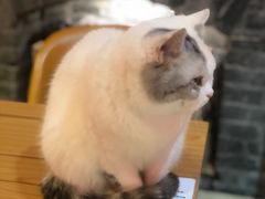 -猫色咖啡·猫咖