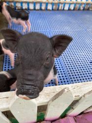 -萌宠亲子动物乐园(槐房万达店)