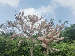 -深圳国际园林花卉博览园