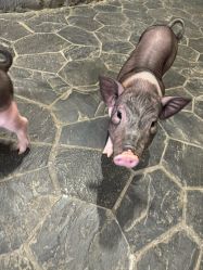 -Zoolung Zoolung动物主题公园(海信广场店)