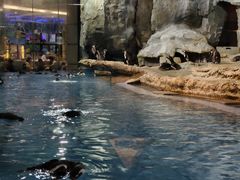 -帝企鹅自助餐厅•儿童岛•真企鹅(长隆企鹅酒店)