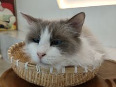 -共舞时光猫咖·狗咖(新街口店)