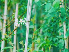 -天适樱花悠乐园