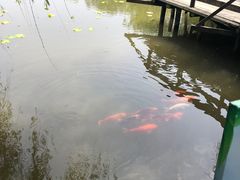 -溱湖国家湿地公园