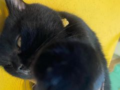 -猫在这儿猫咪咖啡馆·撸猫馆
