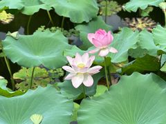 -荔湾湖公园