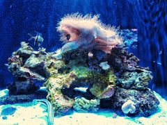 -西雅图水族馆