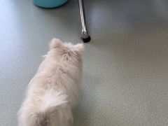 -美美宠物诊疗中心·异宠·骨科(滨江东信分院)