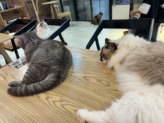 -豆逗聊愈猫阁Easy Life