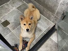 -宠福鑫康馨动物医院·骨科·眼科