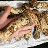 松茸炖鸡汤，鸡加松茸，几片姜和三个红枣，无比鲜甜