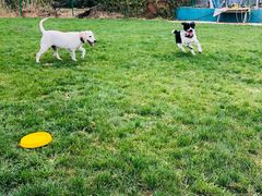 -趣玩宠物乐园寄养训犬训狗游泳池