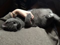 -瑞鹏宠物医院·骨科·猫科·内科(第一中心)