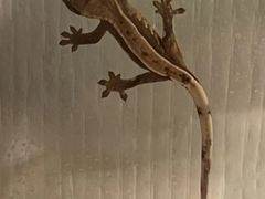 -酷以爬仙阁实体爬宠店·守宫·蜥蜴·专业繁育