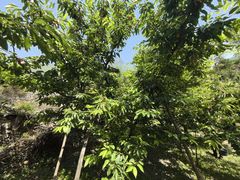 -阿坝州汶川特别旅游区