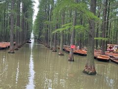 -渌洋湖湿地公园
