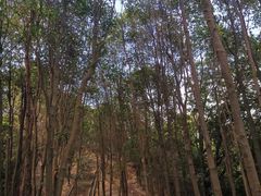 -火炉山森林公园