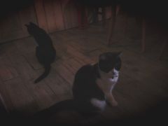-海边的猫和咖啡馆