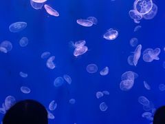 -江和美海洋公园