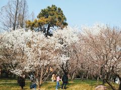 -苏州上方山国家森林公园