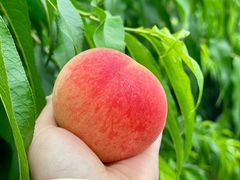 -老袁家蜜桃农场·阳山水蜜桃