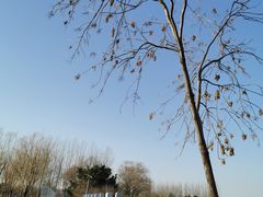 -大兴滨河森林公园