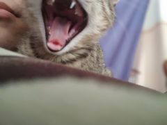 -勇利赵家烤肉坊(含光路店)