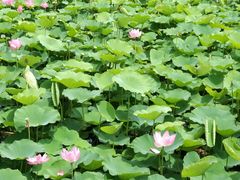 -羊亭河湿地公园