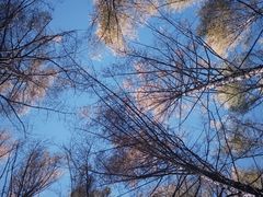 -塞罕坝国家级自然保护区