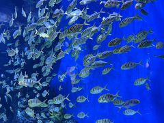 -成都浩海立方海洋公园