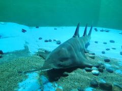 -上海海洋水族馆