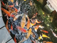 -上海大自然野生昆虫馆(东方明珠·爬宠昆虫探索中心)