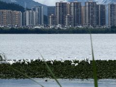 -洱海月湿地公园