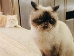 -more than meow吴止猫主题餐厅(承德 中船汇店)