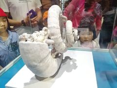-青岛贝壳博物馆