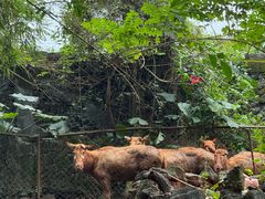 -海南热带野生动植物园