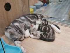 -BABIT巴比特宠物(MOMOPARK店)