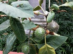-广州神农草堂中医药博物馆