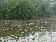 -大湾区中央湿地公园