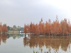 -白鹭湾湿地公园