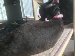 -东方名猫馆·英短金渐层布偶猫舍(环线广场1号楼店)