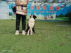 -宠物寄养训练学校