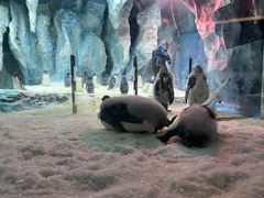 -帝企鹅自助餐厅•儿童岛•真企鹅(长隆企鹅酒店)