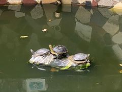-探鱼·鲜青椒爽麻烤鱼(天河优托邦店)