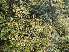 -九华秋浦胜境大王洞风景区