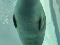 -大阪海游馆
