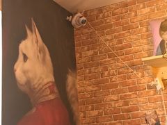 -名猫咖啡馆·撸猫·拼豆