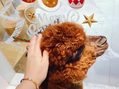 -Heymao猫咖.咖啡厅(东门店)